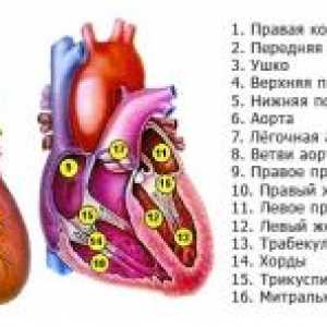 Kombinované (dvuklapannye a tři-ventil), onemocnění srdce, mitrální a aortální vada