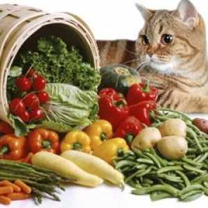Krmiva, výživa a krmivo pro psy a kočky s pankreatitidou, než krmiva?
