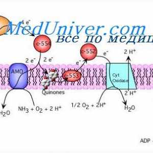 Syntézu ATP štěpením glukózy. Uvolňování energie z glykogenu