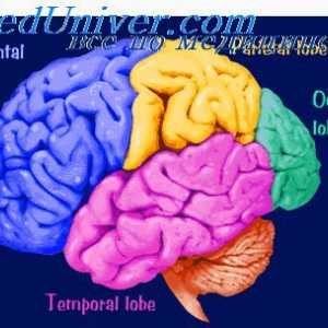Mozková kůra. Fyziologická anatomie mozkové kůry