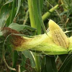 Kukuřice (corn flakes a blizny) zánět slinivky břišní, může být kaše?