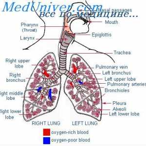 Pohyb vzduchu v plicích. Pleurální a alveolární tlak