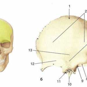 Čelní kost