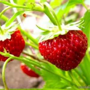 Nejlepší odrůdy rostlin jahody