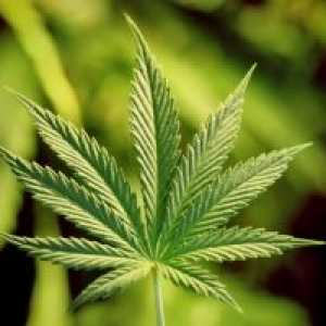 Marihuana: příznaky, důsledky, léčba