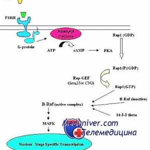 Mechanismus účinku gonadotropinu receptorů. vyčerpání receptory