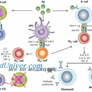 Mechanismy primární imunitní odpovědi u plodu