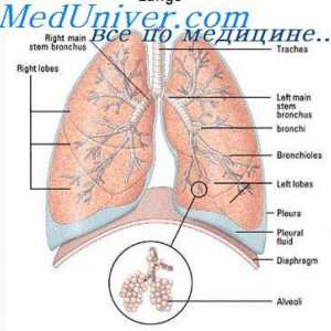 Mechanismy regulující dýchání při námaze. neurogenní regulace