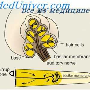 Eferentní inervace hlemýždě. Autonomní nervová vlákna hlemýždě.