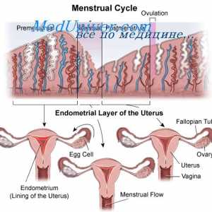Anovulační cyklus. Dospívání dívky a nástup menstruace