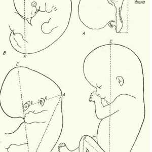 Metody měření embryo. Růst těla embrya jako celek