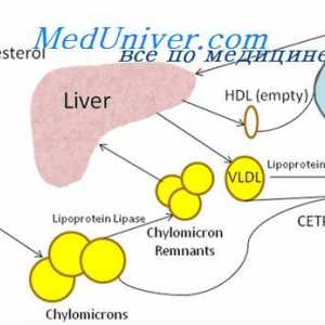 Úloha cholesterolu v těle. Plastové funkce fosfolipidů a cholesterolu