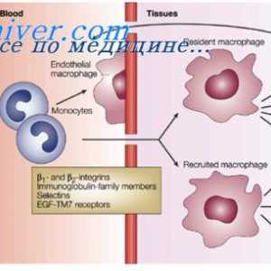 Retikuloendoteliálního systému. Makrofágy v lymfatických uzlinách
