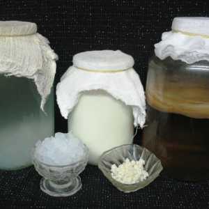 Mléko houba pankreatitida
