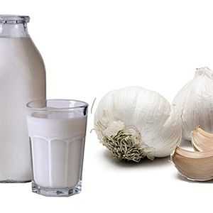 Mléko s česnekem proti střevní červi u dětí a dospělých, jak pít?