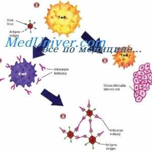 Mud88 deficitní stav. imunomodulátory