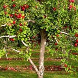 Akumulace a distribuce organických látek v jablko