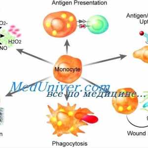 Dysfunkce monocytů a makrofágů imunity