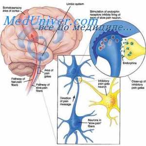 Neuroblastomu děti. Vývoj neuroblastomu u dětí