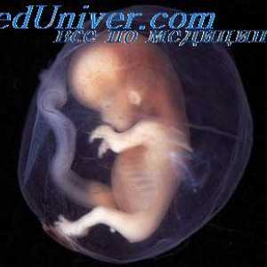 Nervy embrya. fetální šňůra