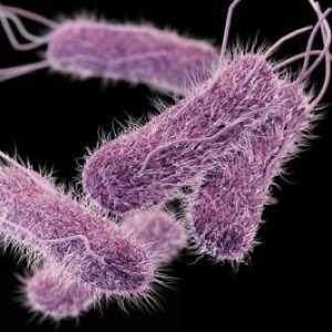 Netifoidnye infekce způsobené salmonelou