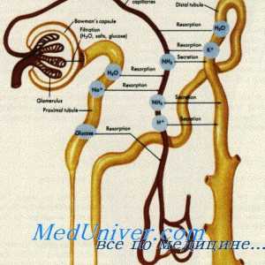 Tegmentální membrána je Cortiho orgán. Inervace vnitřního ucha