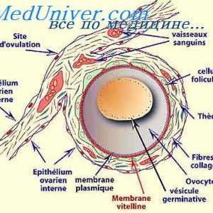 Shell egg. zárodečné buňky