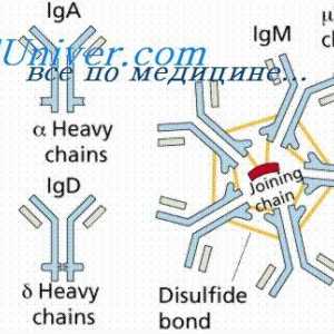Konformennaya model imunitních komplexů. Interakce protilátek s antigeny