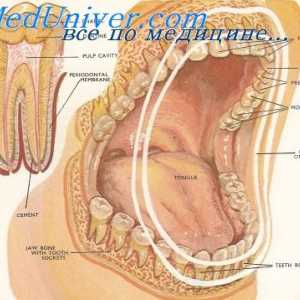 Cement a buničiny zubů. chrup