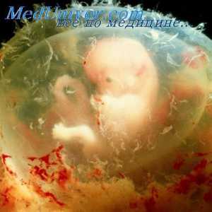 Vzdělávání orální a kloakální otvory embryo. embryo Throat