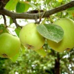 Výřez a tváření jablko slaboroslyh