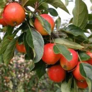 Vyhodnocení slaboroslyh sklizeň jablek