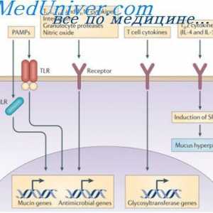 Simultánní syntéza různých imunoglobulinů. Krvetvorné kmenové buňky