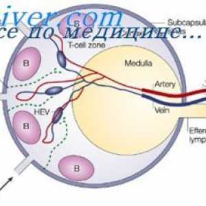 Omezení protilátky syntézu. Vyčerpání proliferace protilátka-buněk (KLA)