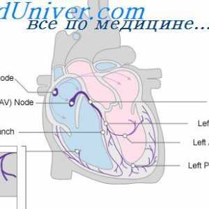 Vliv bloudivého nervu na srdci. Sympatická regulace srdce