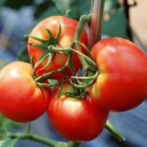 Zkušenosti z rostoucích „obři“ pěstitelů zeleniny milovníky