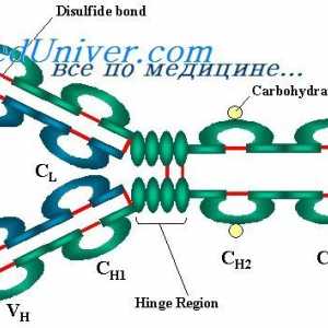 Imunoglobulin lehké řetězce. Organizace imunoglobuliny