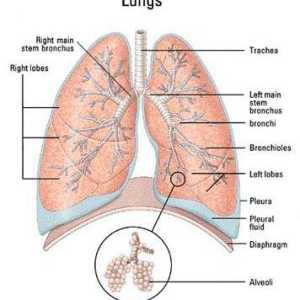 Akutní plicní absces