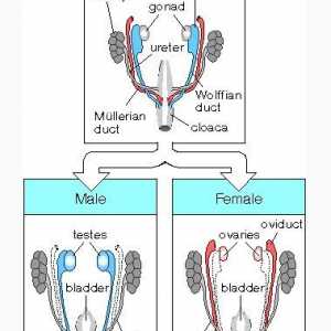 Mesonefros postoj k cévním systému embrya. Fetální tubulech