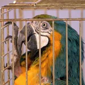 Pankreatitida papoušek