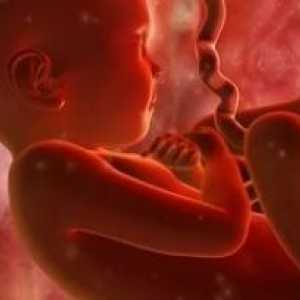 Plodu placentární nedostatečnost v těhotenství: příčiny, léčba, prevence, příznaky, symptomy,…