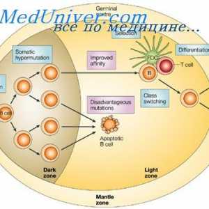 Plazmové myší nádory. role Polyribosomes v biosyntéze imunoglobulinů