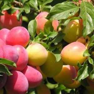 Ovoce a bobuloviny plodiny a jejich struktura