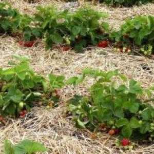 Příprava půdy a hnojení před výsadbou sazenic jahodníku
