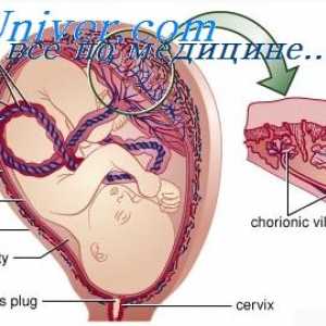 Vývoj plodu orgánů. Etapy vývoje embrya orgánů