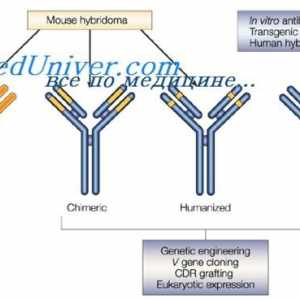 Modifikace protilátky po reakci s antigenem. komplementu center