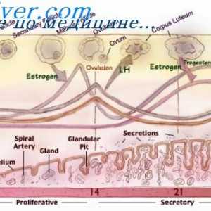 Na začátku ovulace. Luteální fáze menstruačního cyklu