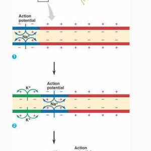 Akční potenciál a jeho distribuce v nervových buňkách