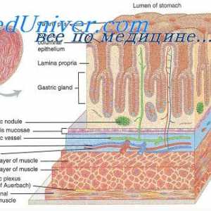 Sekrece vody a elektrolytů v gastrointestinálním traktu. Fyziologie hlenu zažívacího traktu