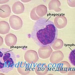 Proliferace mononukleárních leukocytů. Účinek imunomodulátor na leukocytů